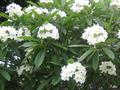 caterpillar tree ، pagoda tree ، pigeon wood ، nosegay tree ، frangipanier